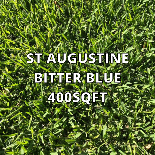 St Augustine Bitter Blue 400sqft