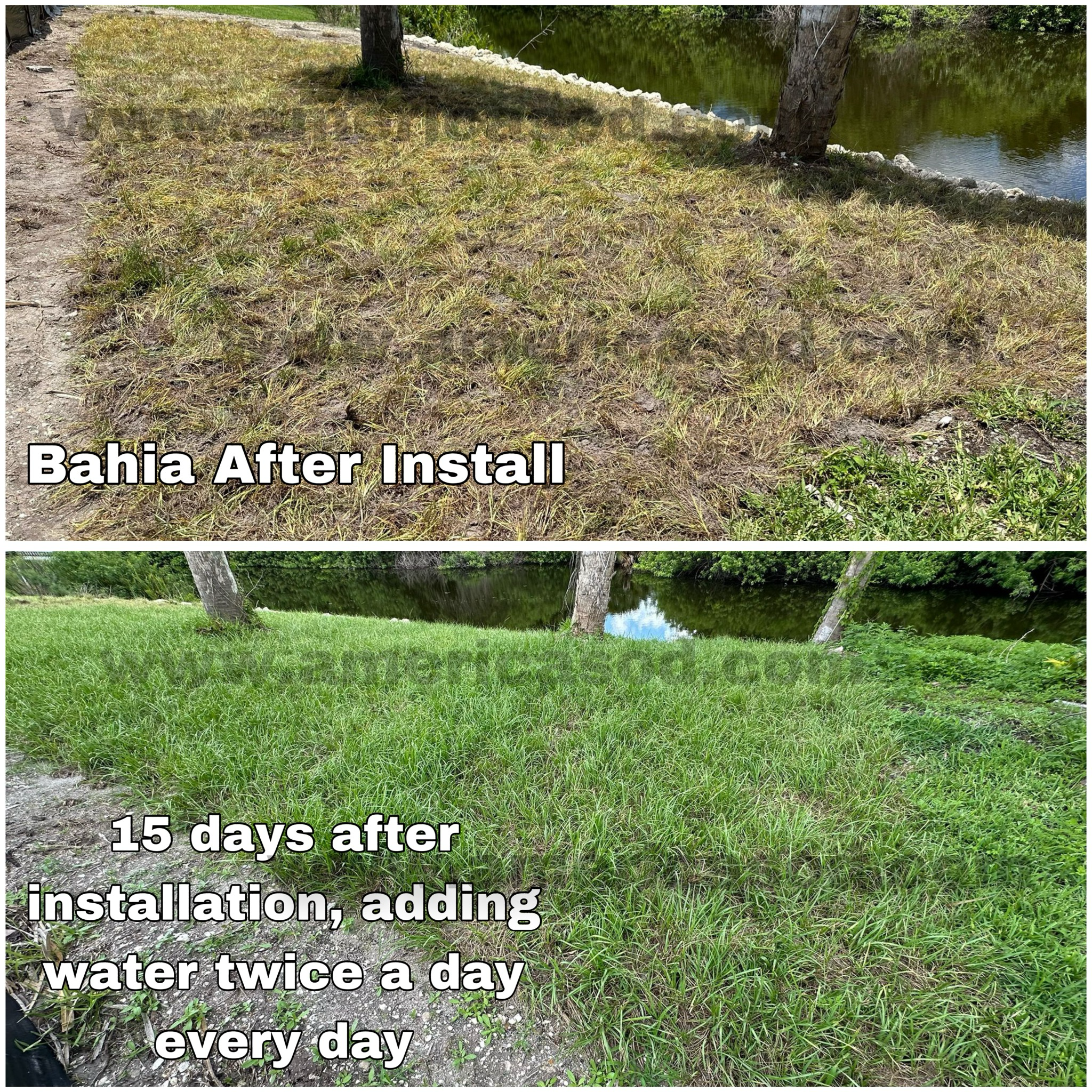 Argentine Bahia 400sqft