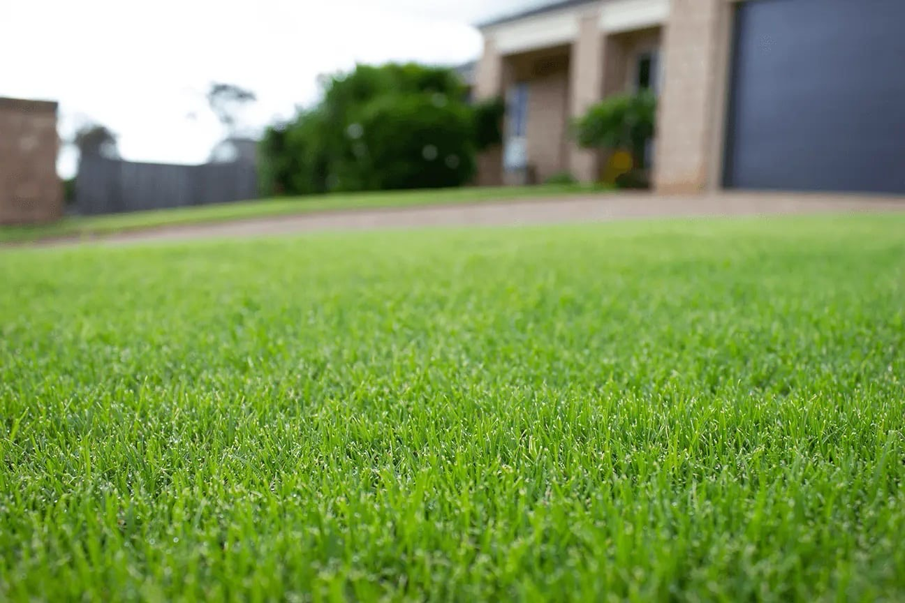 Tif Tuf Bermuda Sod 400sqft